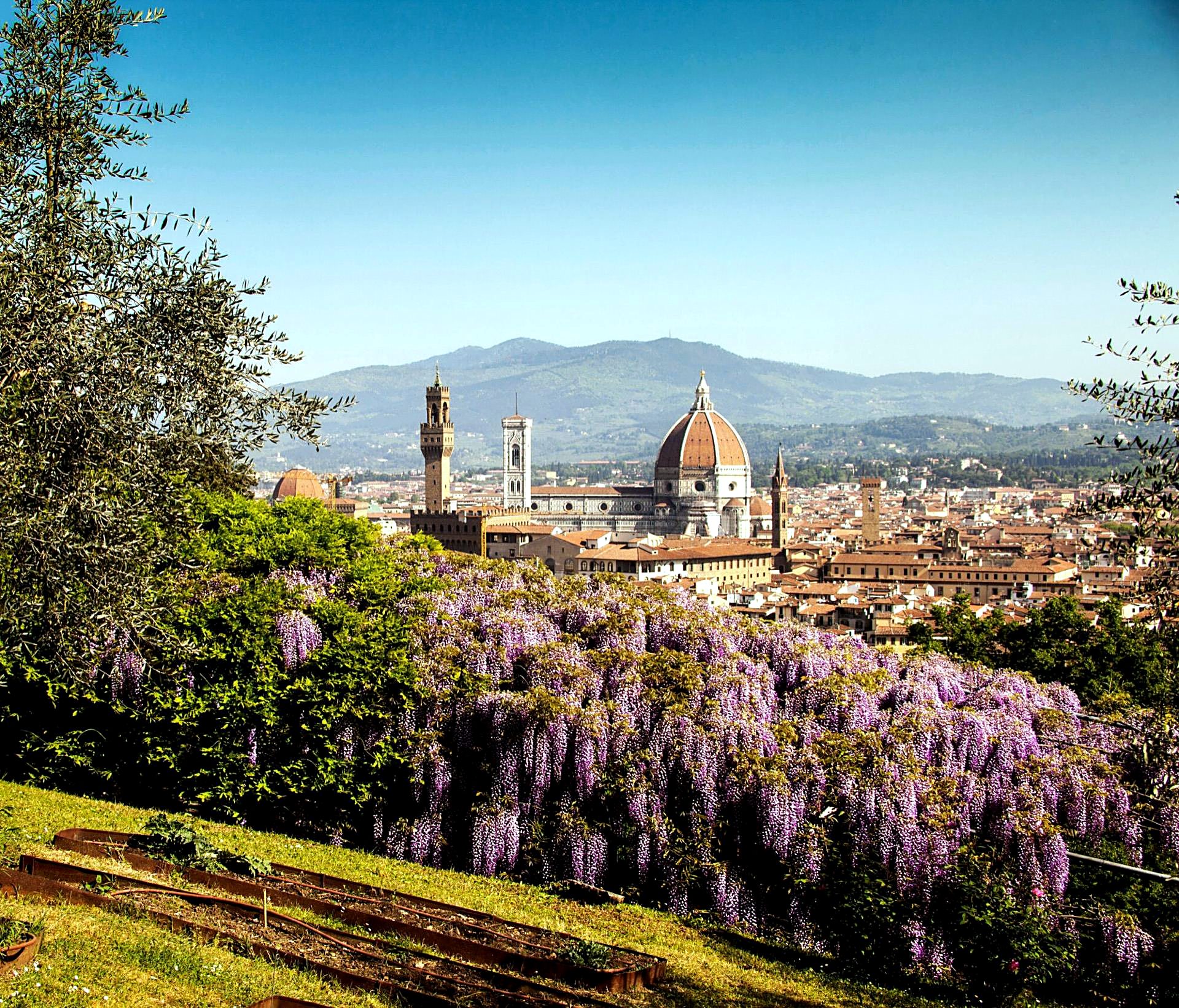 The dome of Florence cathedral seen from the surrounding hills, with wisteria in bloom
